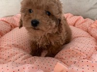 TOY POODLE YAVRULARI