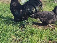 Alman australorp