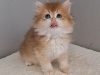 British longhair ny12 dişi