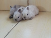 Hollanda Teddy Lop tavşan yavruları