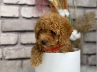 Tüy yumağı toy poodle yavrularım