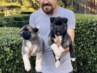 Amerikan Akita Yavrularımız