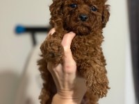 Toy poodle oyuncu sevimli ırk garanti yavrularımız
