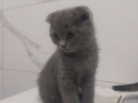 Güzel scottish fold kıza yuva arıyoruz