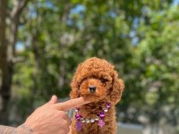 Tatlı Poodle Yavrular