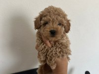 Kore kan Toy Poodle Üst Kalite