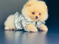 Pomeranian boo garantili yavrular