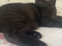 Scottish fold 6 aylık erkek siyah yavrum