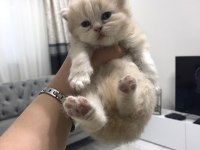 Chinchilla 1 Aylık Erkek