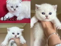 ERKEK LYNX POİNT SCOTTİSH FOLD YAVRULARIM