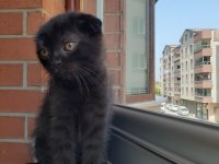 Dişi tek kalan yavru scottish fold