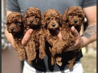 Red Brown Toy Poodle  Yavrularım 