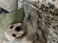 Gerçek orjinal ispanyol cocker