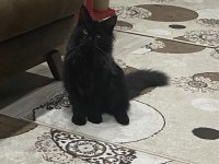 Koca maine coon bebekler