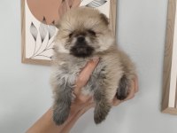 Pomeranian Boo Erkek Ve Dişi Yavrularımız