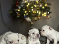 Egzotik French Bulldog Yavrularımız Rezerveye Açılmıştır