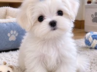 Maltese Terrier Xs A Kalite Ev Doğumlu