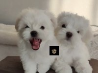 PETS WORLD GÜVENCESİ İLE MALTESE YAVRULARIMIZ