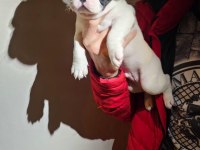 Maskeli Harika Yavru French Bulldog