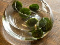 Şans getiren Marimo