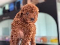 Petmode köpek çiftliğinden toy poodle yavrularımız