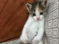 İsmi Poncuk Kedimizin