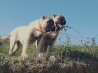 Anadolu aslanı köpeğimiz