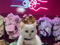 SHOW KALİTE SON BRİTİSH SHORTHAİR YAVRULARIMIZ