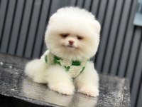 Dişi ve erkek teacup boy pomeranian boo