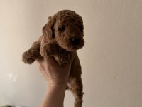 Toy Poodle Köpeği 40 Günlük