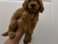 2 AYLIK POODLE YAVRULARI