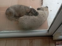 Tüm aşıları yapılmış 4 aylık kangal