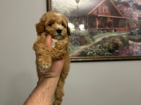 Ev üretimi mükemmel maltipoo yavrular