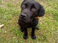 5-6 aylık labrador ücretsiz sahiplendirme