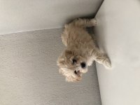 Ped eğitimli minik maltipoo bebek