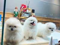 Yavru Teacup Pomeranian Boolarımız