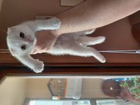 Kar Beyaz Scottish Fold Dişi
