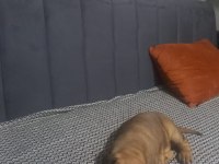 Yavru cane corso