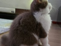 Cinnamon Bicolor Dişi British Shorthair