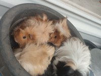 3 dişi ve 1 erkek ginepig