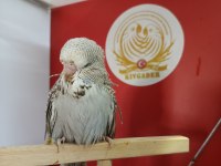 Show yerli rainbow muhabbet kuşu yavrularımız