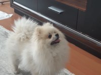 1 Yaşında Erkek Pomeranian Boo