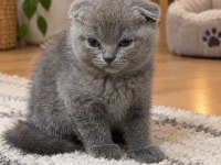 Scottish Fold Kedimiz İçin Ulaşınız