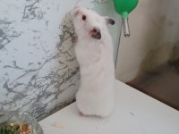 Dişi suriye hamster