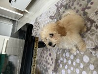 Kocaeli toy poodle