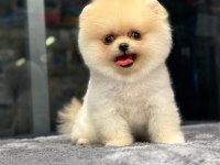 MİNİK POMERANİAN YAVRUMUZ LENA