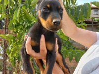 SON ERKEK DOBERMAN