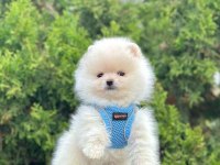 Safkan Pomeranian Boo Bebekler