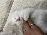 Kız kardeşler British longhair ve shorthair