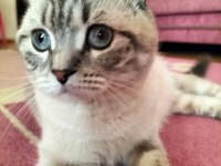 Scottish Fold 1.5 Yaşında